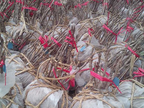 菏澤觀賞牡丹苗基地淺析牡丹苗在運輸時注意什么？