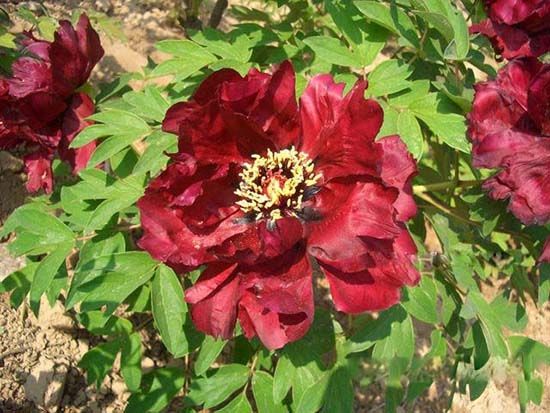 精品牡丹移植后注意養(yǎng)護