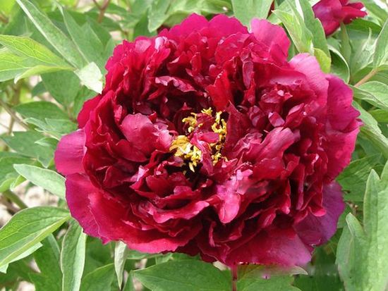 菏澤牡丹生長習(xí)性