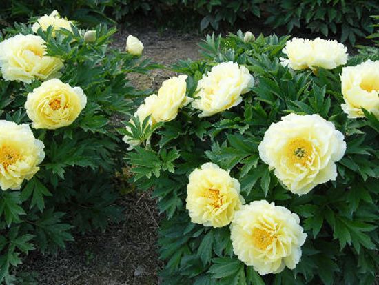 牡丹芍藥雜交種