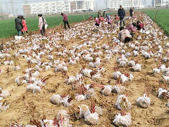 起苗現(xiàn)場(chǎng)