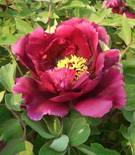 菏澤牡丹生長習(xí)性