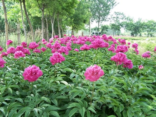 紅繡球（銀線繡紅袍）