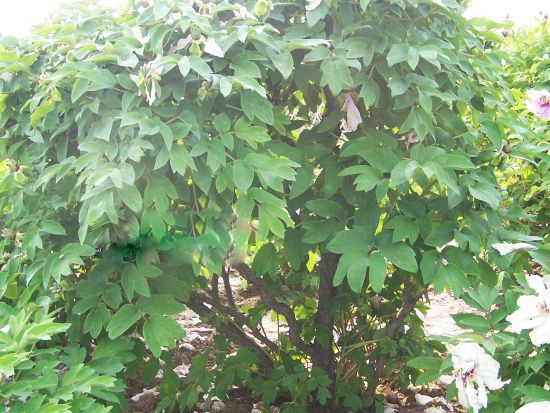 50年牡丹樹(shù)