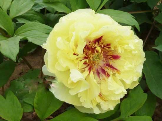 金色愛(ài)麗絲