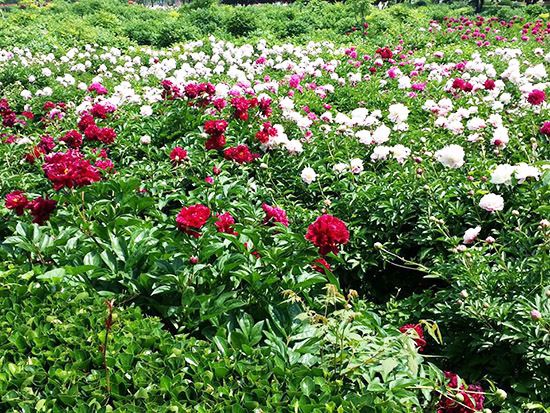芍藥基地