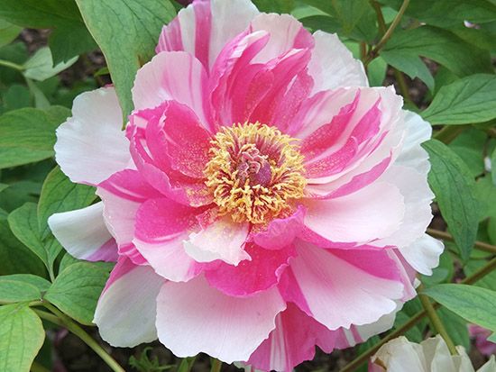 牡丹的播種方法