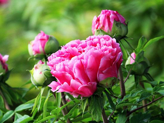 牡丹種植的日常管理